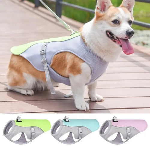 Corgi portant le gilet harnais rafraîchissant en balade
