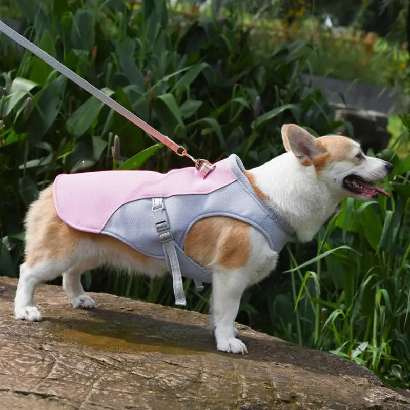 Chien portant le gilet harnais rafraîchissant